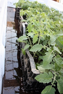 トマト苗、定植前のドブ漬け作業