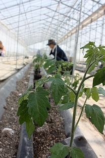 トマト苗の定植
