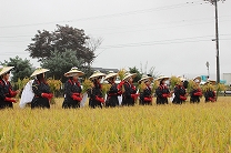 神饌田での抜穂祭の風景　小雨の降る中、早乙女たちが慎ましく稲を刈り取ります