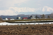 大雪山連峰が見渡せる水田でカラダを休める白鳥